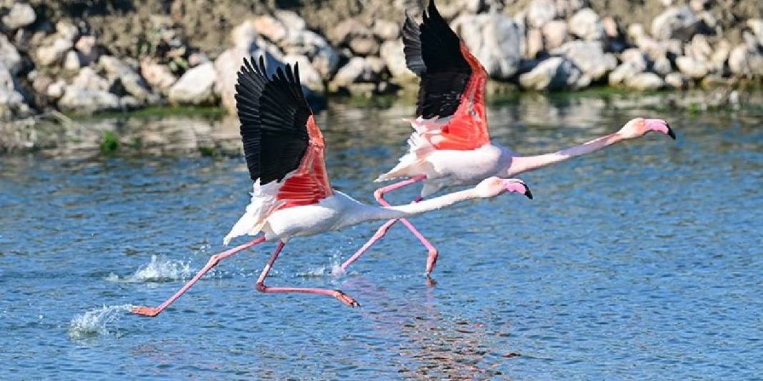 Ege’nin keşfedilmemiş kuş cenneti! Büyük-küçük herkes buraya bayılıyor: Doğası ve gün batımıyla büyülüyor 5